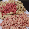 Chinese Best Price for Peanut Kernel